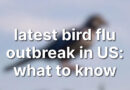 latest bird flu outbreak in us: what to know